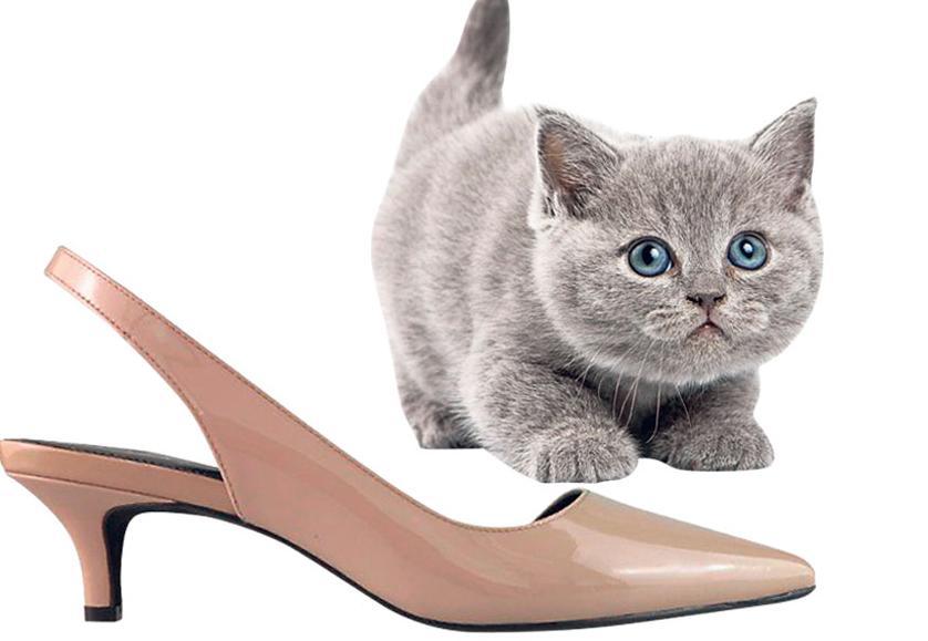 cat with high heels
